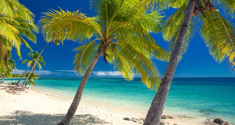 Palmiers sur une plage avec une eau turquoise.