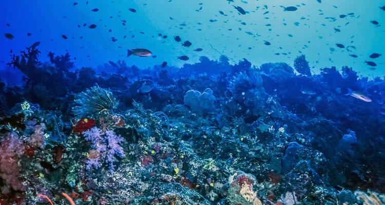 Buntes Korallenriff voller Fische in tiefblauem tropischen Wasser.