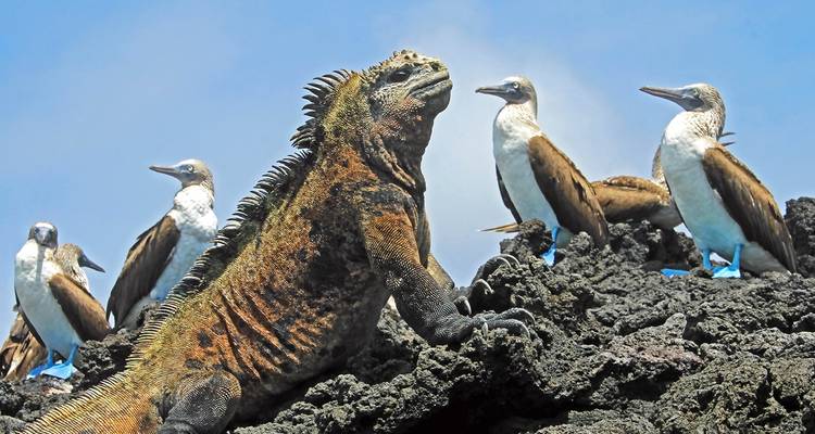 Iguana y piqueros de patas azules sobre rocas volcánicas.