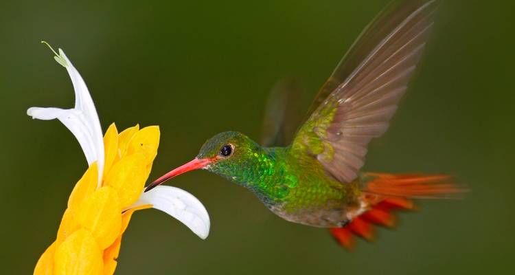 Hummingbird feeding on a flower with its wings blurred.