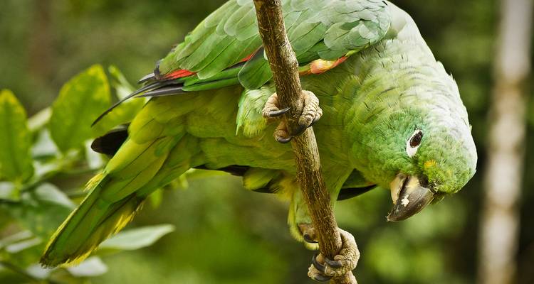 Parrot perched on a branch in a tropical setting.