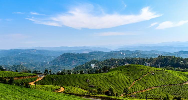 Vista expansiva de plantaciones de té en colinas verdes ondulantes con cielos despejados.