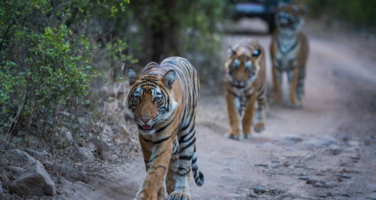 Trois tigres marchant sur un chemin de terre dans une forêt.