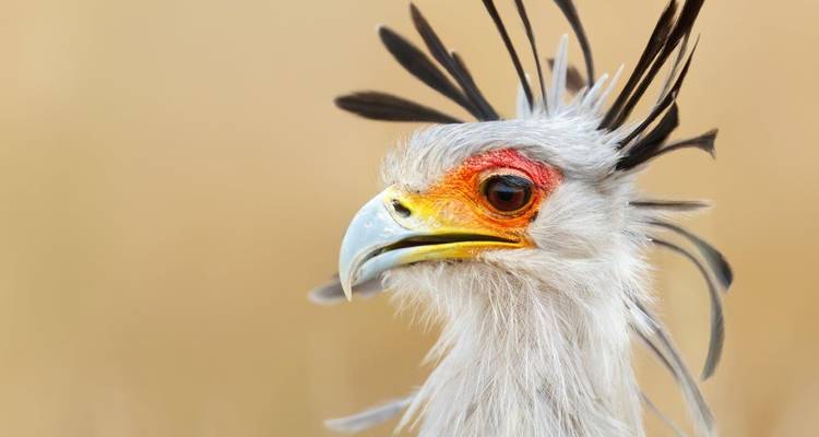 Close-up van een majestueuze vogel met een levendige snavel en gevederde kuif.