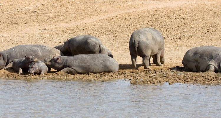 Een groep nijlpaarden die rusten bij een waterpoel in een savannelandschap.