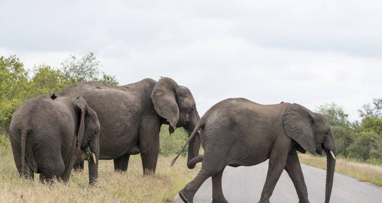 Een kudde olifanten die een weg oversteekt in een natuurlijke omgeving.