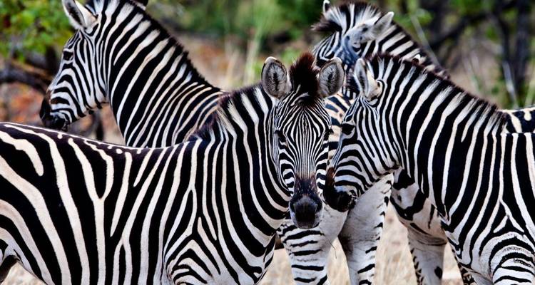 Een groep zebra's in het wild met duidelijke strepen en een natuurlijke omgeving.
