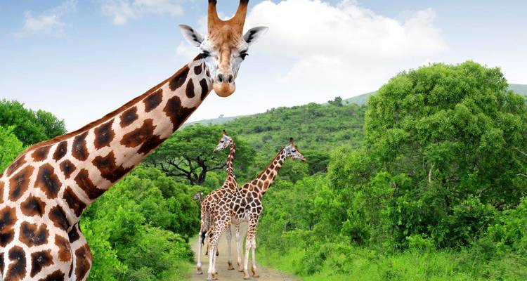 Giraffen in hun natuurlijke leefomgeving met een weelderige groene achtergrond.