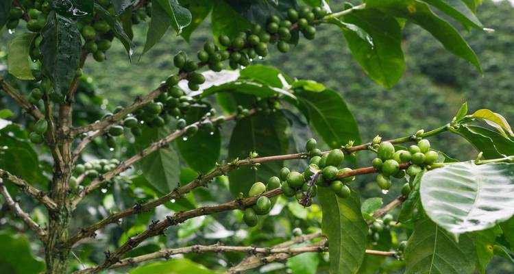Nahaufnahme von Kaffeepflanzen mit grünen Kaffeekirschen.