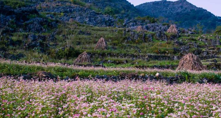 Campo con flores rosas y terrazas ubicado contra colinas rocosas.