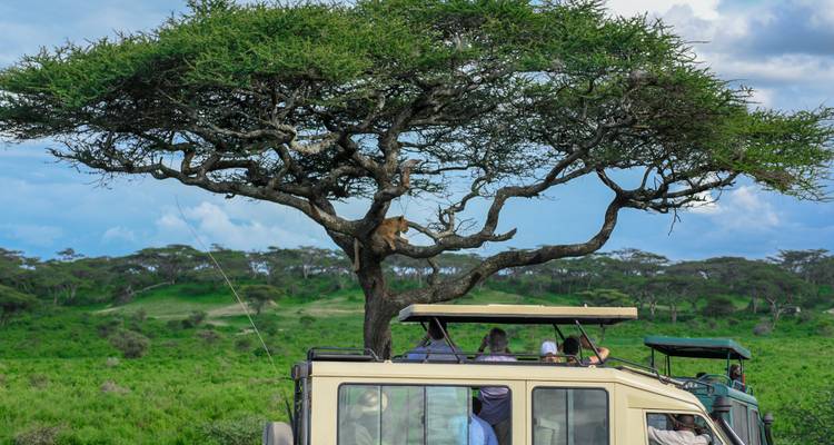 Vehículo de safari bajo un árbol con vista de vida silvestre en Serengeti.