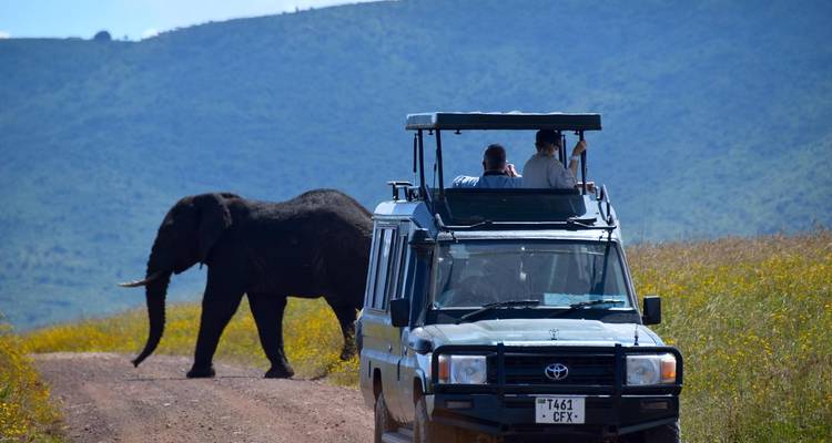 Vehículo safari con turistas observando un elefante cruzando.