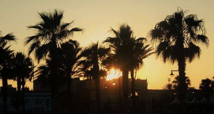 Silueta de palmeras contra un cielo al atardecer, probablemente en una ciudad costera.