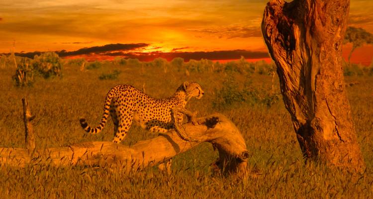 Gepard auf einem umgestürzten Baum während eines lebendigen Sonnenuntergangs.