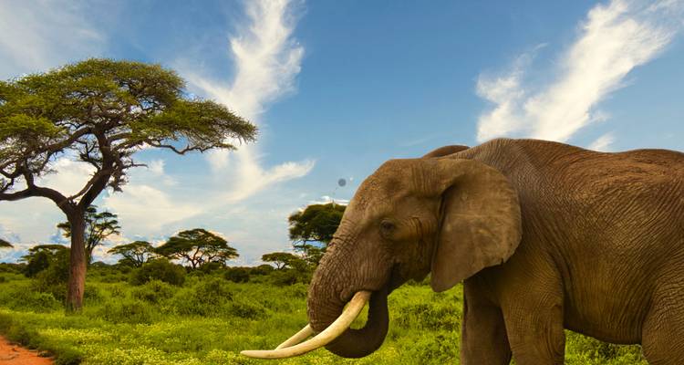 Elefant, der in der Nähe eines Akazienbaums steht.