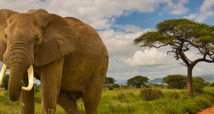Nahaufnahme eines Elefanten mit einem Baum im Hintergrund.