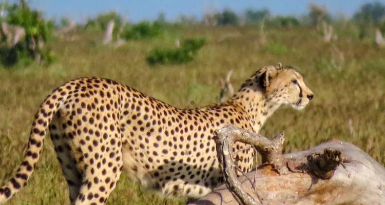 Gepard in Bewegung auf einem grasbewachsenen Feld.