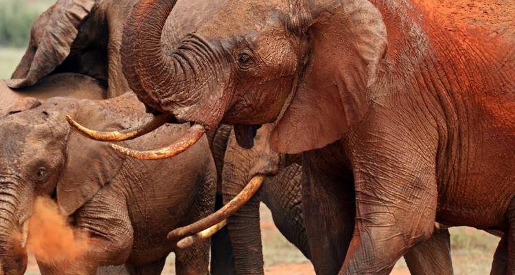 Elefanten bedeckt mit roter Erde.