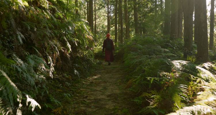 Persona caminando por un sendero del bosque con la luz del sol filtrándose.