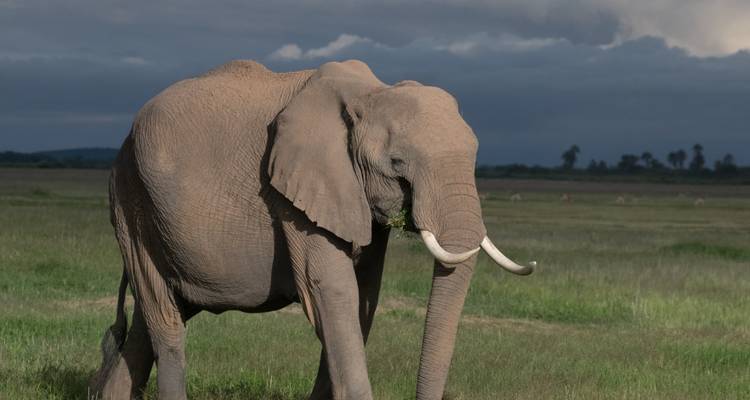 Olifant staand in een grazig veld met een bewolkte lucht.