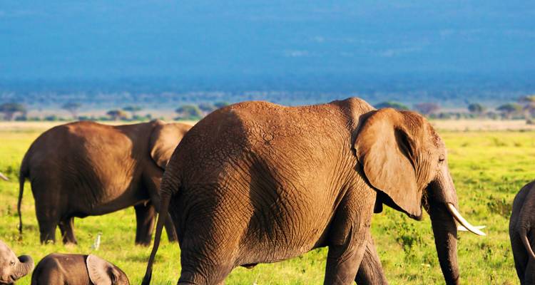 Groep olifanten lopend in een weelderige groene savanne.
