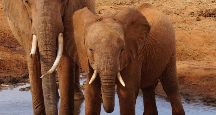 Een paar olifanten bij een waterpoel.