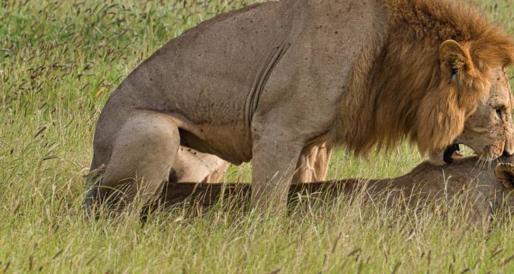 Leeuw die rust in het gras.