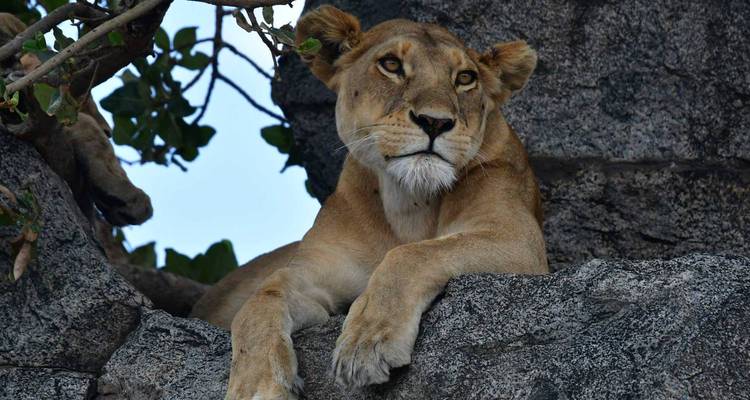 Lionne se reposant sur une formation rocheuse.