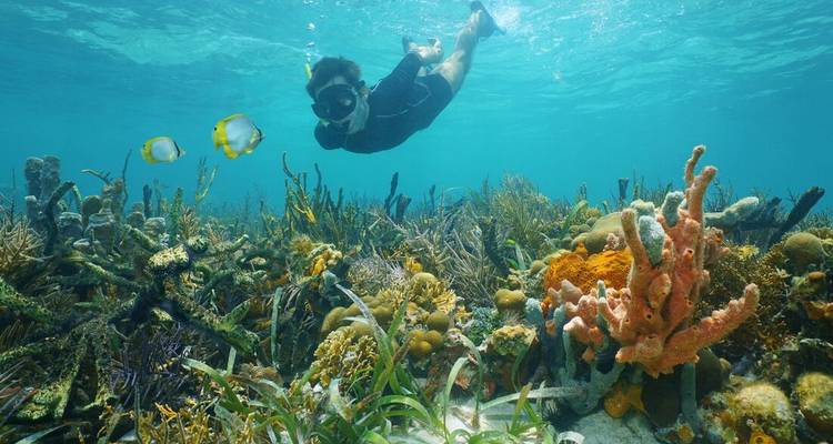 Persona haciendo snorkel sobre un arrecife de coral vibrante con peces coloridos.