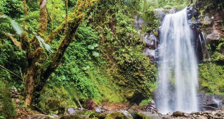 Hermosa cascada rodeada de exuberante vegetación en un bosque tropical.