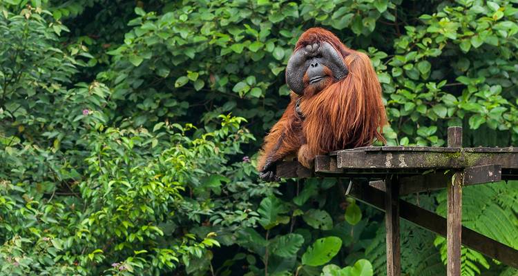 Orang-outan assis sur une plateforme en bois entouré d'une végétation luxuriante.
