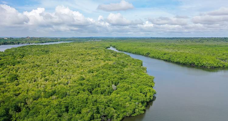 Vue aérienne d'une rivière serpentant à travers une forêt verdoyante luxuriante.