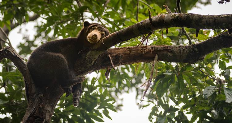 Malaienbär ruht auf einem Ast in einem Wald.