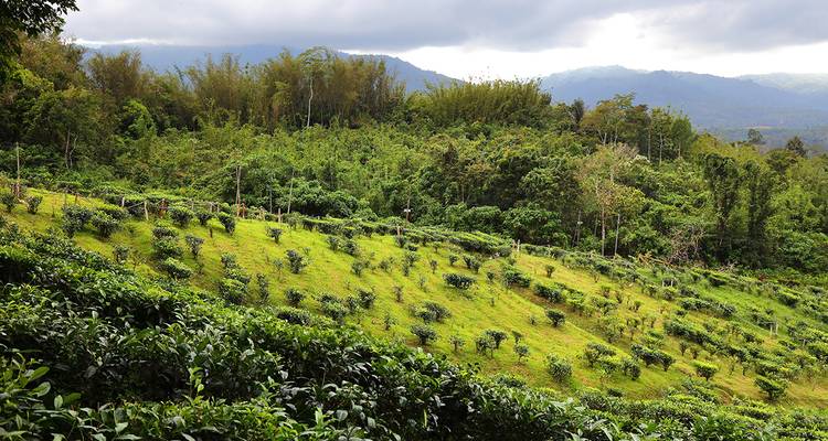 Üppige grüne Teeplantagen mit Bergen im Hintergrund.