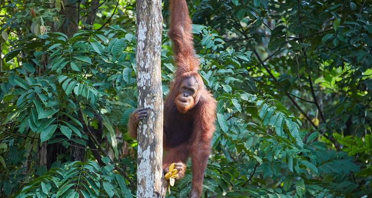 Orang-Utan hängt von einem Baum in einem Wald.