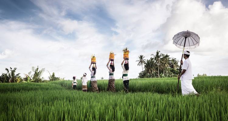Femmes balinaises en tenue traditionnelle marchant à travers les rizières.