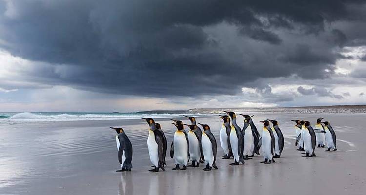 Les Malouines, la Géorgie du Sud et l'Antarctique : Explorateurs et rois, géré par Quark - Exodus Adventure Travels 6