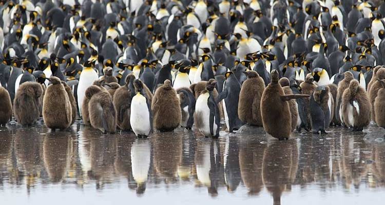 Les Malouines, la Géorgie du Sud et l'Antarctique : Explorateurs et rois, géré par Quark - Exodus Adventure Travels 8