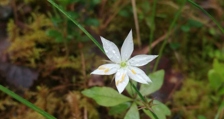 Eine Nahaufnahme einer weißen Blüte mit Regentropfen auf ihren Blütenblättern.