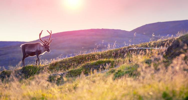 Ein Rentier, das in einem grasbewachsenen Gebiet läuft, während die Sonne untergeht.