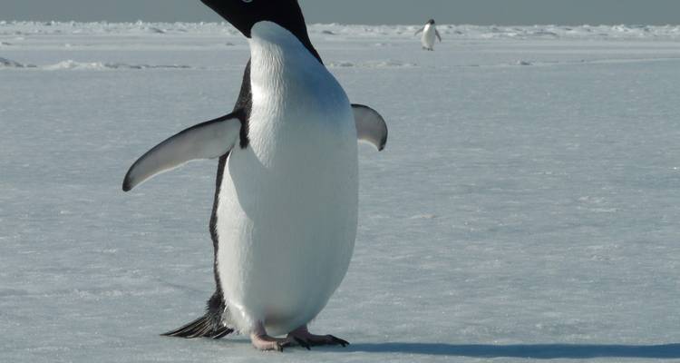 Gros plan d'un pingouin sur la glace.