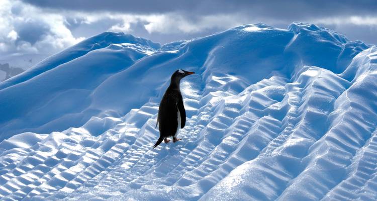 Pingouin sur un paysage glacé balayé par le vent.