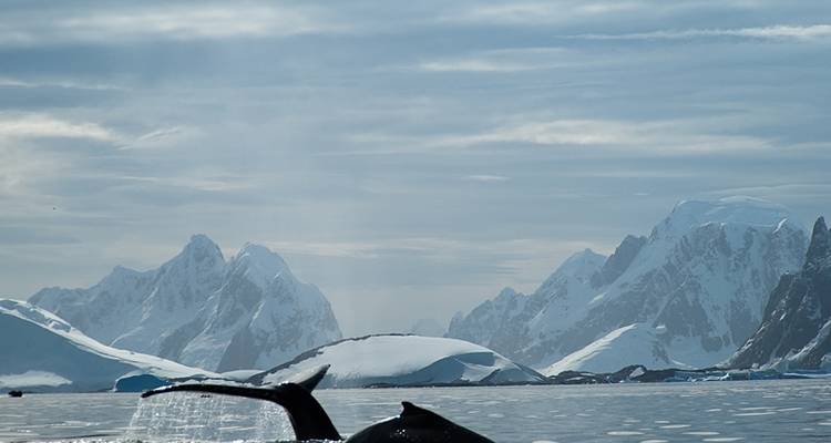 Antarctic Express: Fly the Drake, Operated by Quark - Exodus Adventure Travels 7