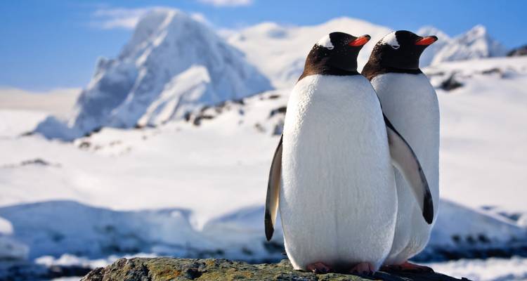 Deux pingouins debout sur un affleurement rocheux avec des montagnes en arrière-plan.