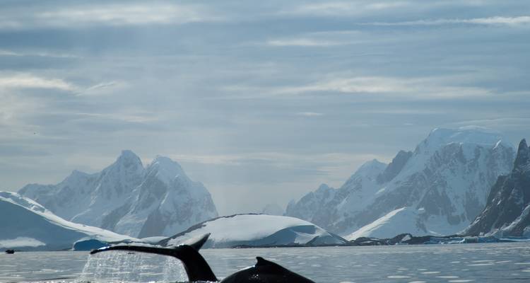 Queue de baleine sur fond de montagnes.