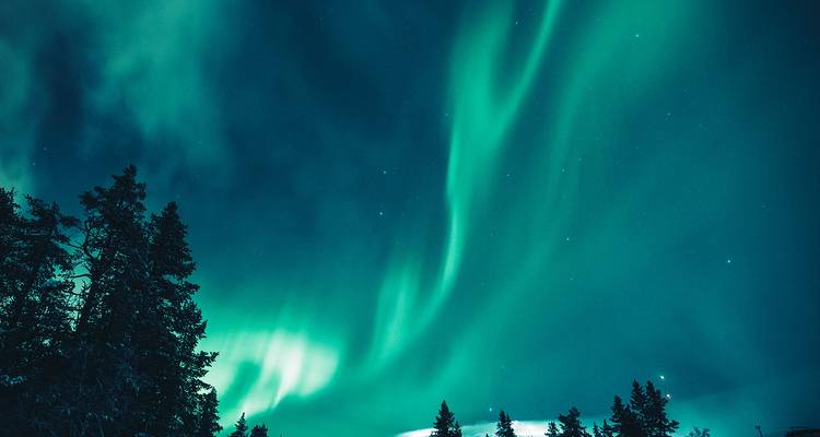 Les aurores boréales illuminant un ciel étoilé au-dessus des arbres.