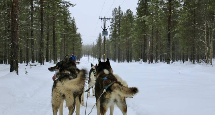 Équipe de traîneau à chiens traversant un sentier forestier enneigé.