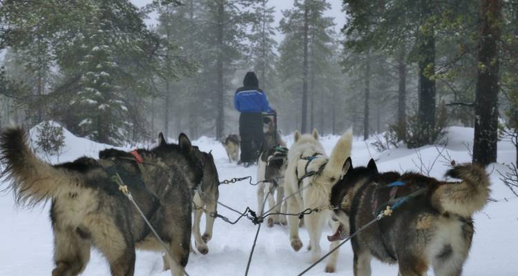 Traîneau à chiens dans une forêt enneigée.