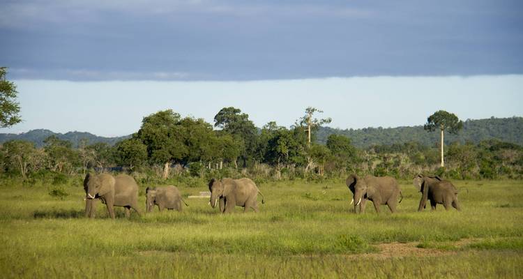 Manada de elefantes caminando por pradera abierta.