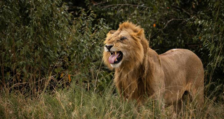 León africano rugiendo en un entorno herboso.